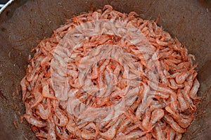 Fresh Striped Pink Shrimp (Pandalus montagui)