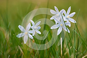 Fresh striped squill flowers at garden grass photo