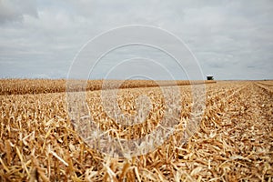 Fresh stubble in a corn field after harvesting