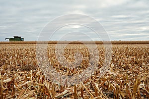 Fresh stubble in a harvested maize field