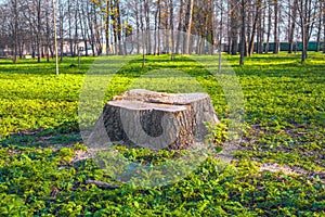 Fresh stump on green grass outdoors