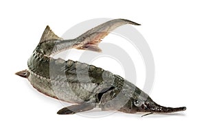 Fresh sturgeon fish isolated on white