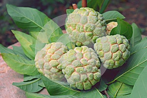 Fresh sugar apple photo