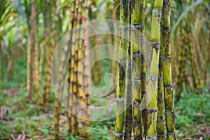 Fresh sugarcane in garden