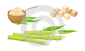 Fresh sugarcane stalks and cane sugar natural organic food set vector illustration
