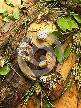 Fresh Suillus mushrooms