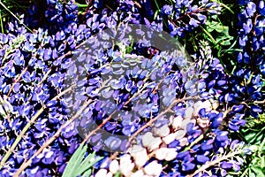 Fresh summer bouquet of lupins in the field