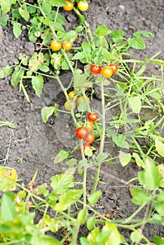 Fresh summer ripe cherry tomatoes in a greenhouse. cherry tomatoes in the garden