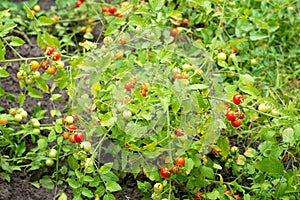 Fresh summer ripe cherry tomatoes in a greenhouse. cherry tomatoes in the garden