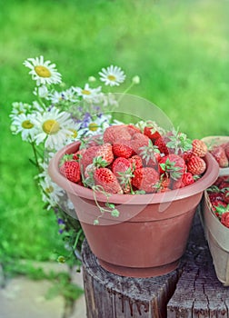 Fresh summer strawberrys