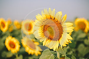 Sunflower field on Sunrise