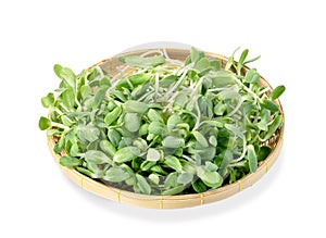 Fresh Sunflower Sprout in basket isolated on white background ,Green leaves pattern ,Salad ingredient