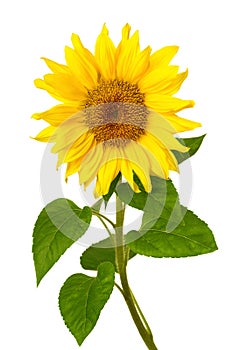 Fresh sunflower on white