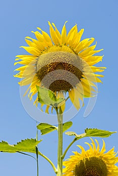 Fresh sunflowers on nature background