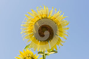 Fresh sunflowers on nature background