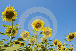 Fresh sunflowers on nature background