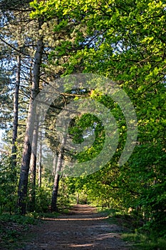 A fresh, sunny, spring morning in the forest, with the sun shining through the woods on the path between the trees