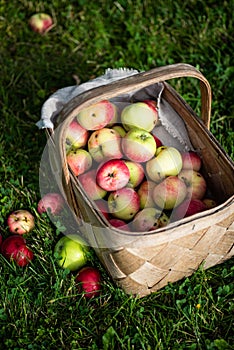 Fresh sweet apples picked in early autumn