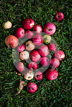 Fresh sweet apples picked in early autumn, lying on the grass