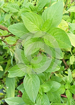 Fresh Sweet Basil or Thai Basil