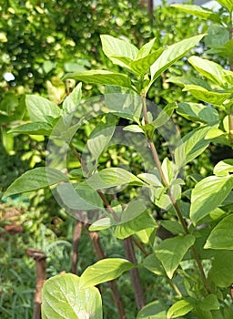 Fresh Sweet Basil or Thai Basil in the graden