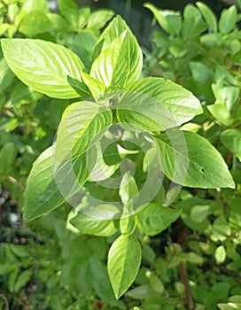 Fresh Sweet Basil or Thai Basil in the graden