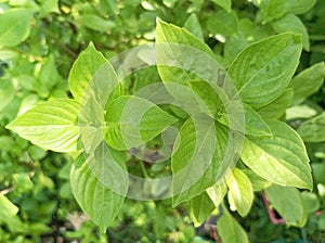 Fresh Sweet Basil or Thai Basil in the graden