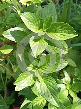 Fresh Sweet Basil or Thai Basil in the graden