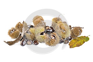 Fresh sweet chesnuts and shells