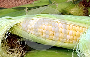 Fresh Sweet Corn