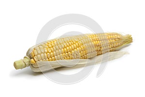 Fresh sweet corn on the cob