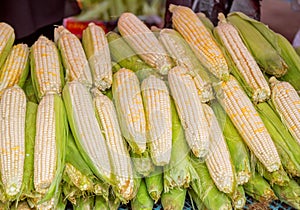 Fresh sweet corn cobs for sale