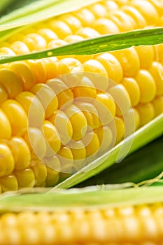 Fresh sweet corn cobs. Selective focus