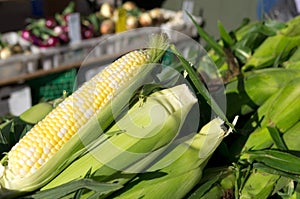 Fresh Sweet Corn