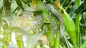 Fresh sweet corn in field green leaves of organic corn smart farm and precision agriculture 4.0 with visual icon, digital