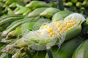 Fresh Sweet Corn
