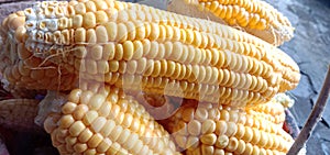 Fresh Sweet Corn After Harvesting