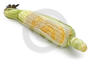Fresh sweet corn isolated