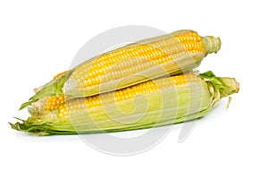 Fresh sweet corn