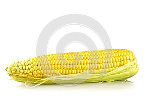 Fresh sweet corn isolated on white