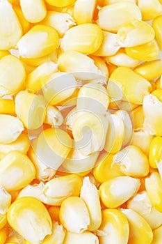 Fresh Sweet Corn