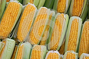 Fresh sweet corn stacked in rows.