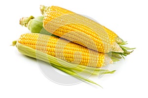 Fresh sweet corn photo