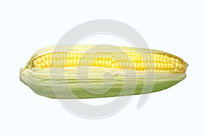 Fresh sweet corn on the white background