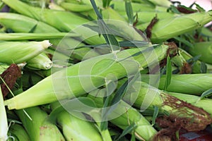 Fresh Sweet Corns photo