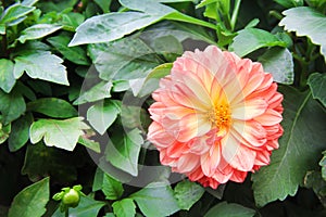 Fresh sweet dahlia patterns  colorful flower head blooming in garden top view , copy space