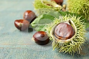 Fresh sweet edible chestnuts on blue wooden table, closeup. Space for text