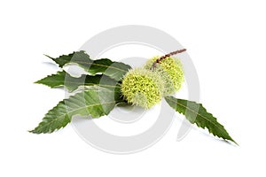 Fresh sweet edible chestnuts in green husk with leaves on white