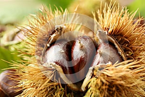 Fresh sweet edible chestnuts in husk, closeup