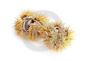 Fresh sweet edible chestnuts in husk on white background